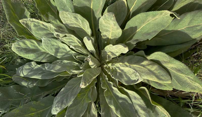mullein
