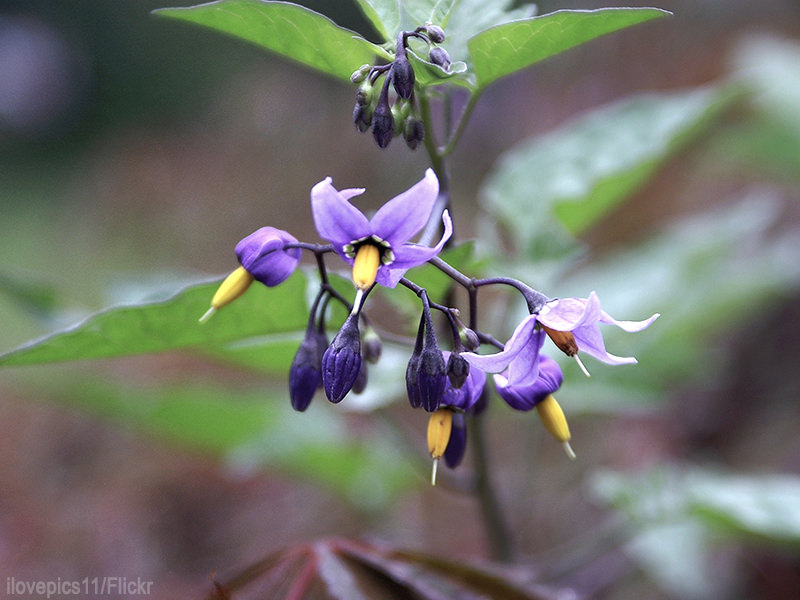 there are over 70 species of nightshade plants and they are toxic plants for chickens