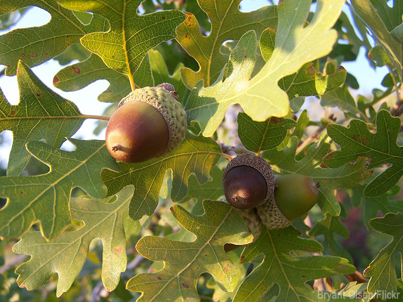 oak leaves and acorns are on the toxic plants for chickens list