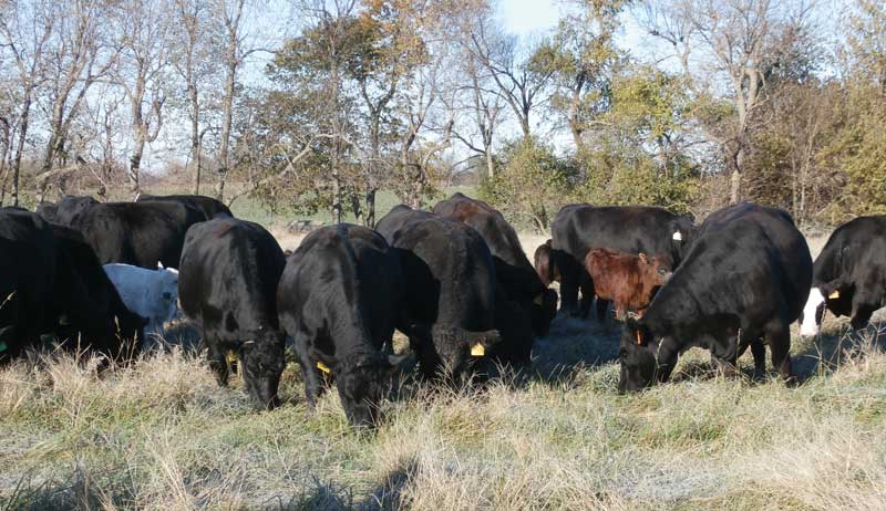 winter pasture livestock