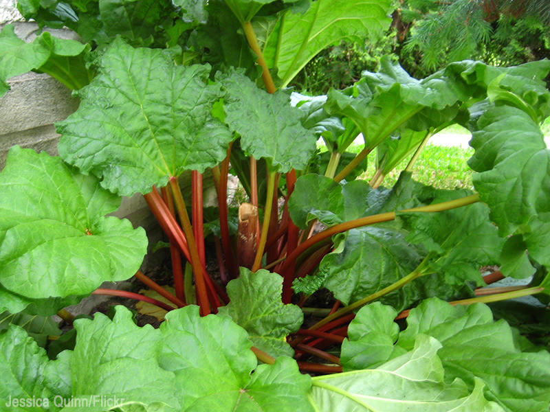 rhubarb leaves contain acids that are toxic for chickens