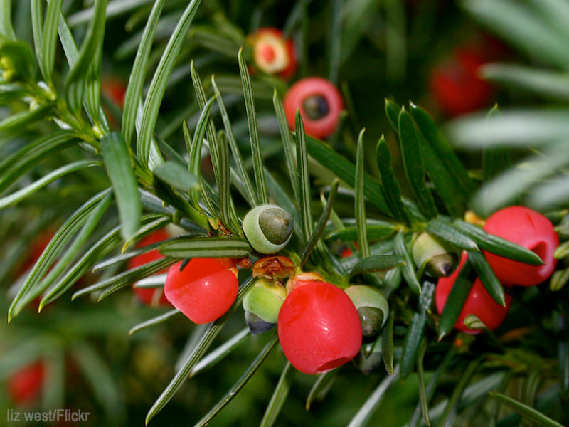 all parts of the yew plant are toxic for chickens