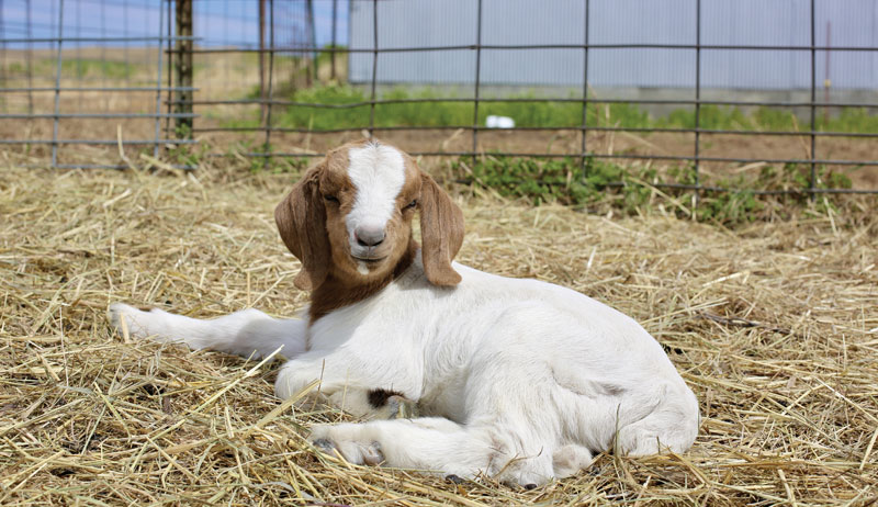 meat goats