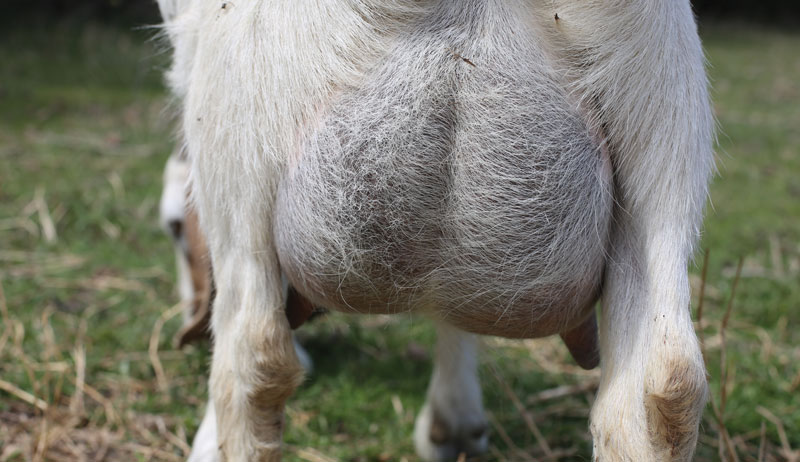 meat goats