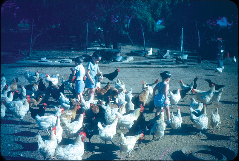 kids feeding free range chickens on chicken farm