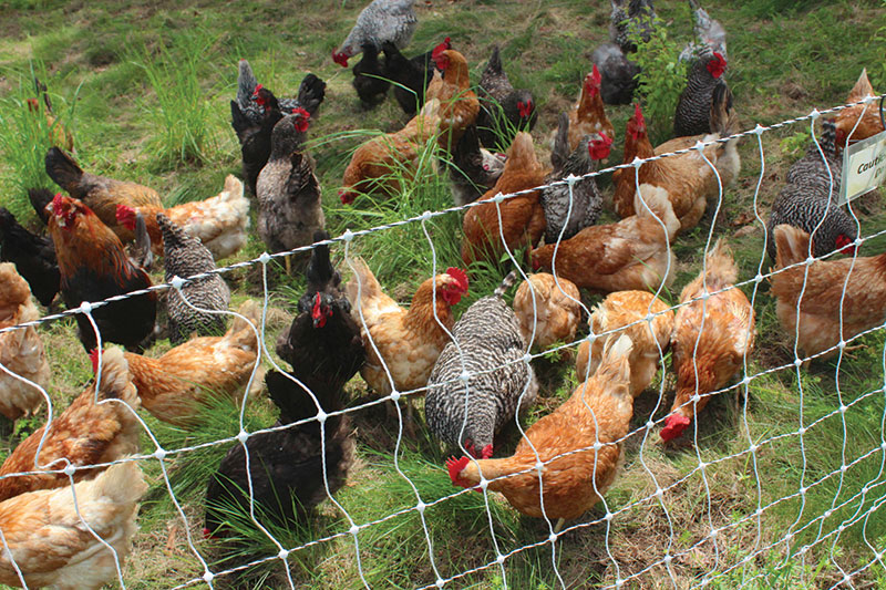 backyard chickens grazing by electric net fence