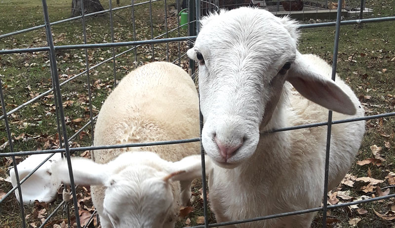 sheep meat lambs lamb small farms