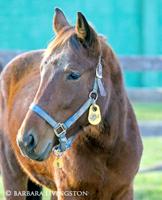 16 Standardbreds seized from Maryland farm up for adoption