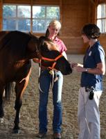 Simple steps to assess a horse’s neurological problems