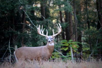 white tail buck (copy)