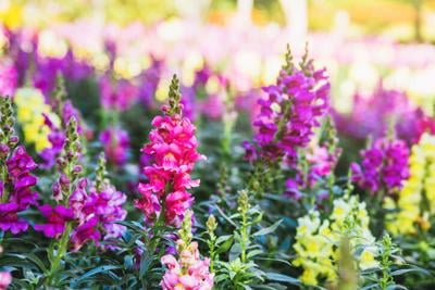 snap dragon flowers