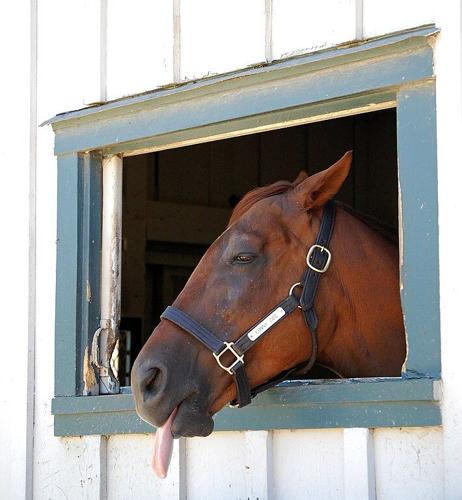 Funny_Cide.jpg