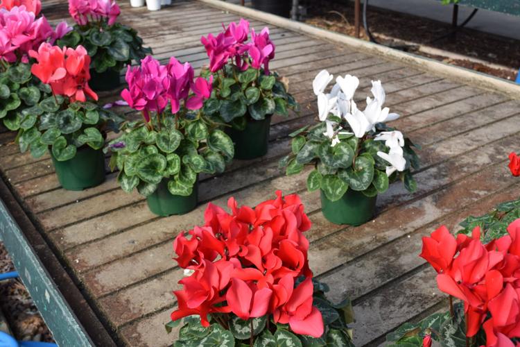 Valentines-Day-Flowers (1).jpg