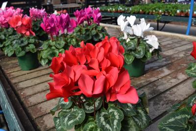 Valentines-Day-Flowers (2).jpg