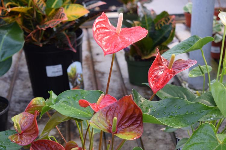 Valentines-Day-Flowers (7).jpg