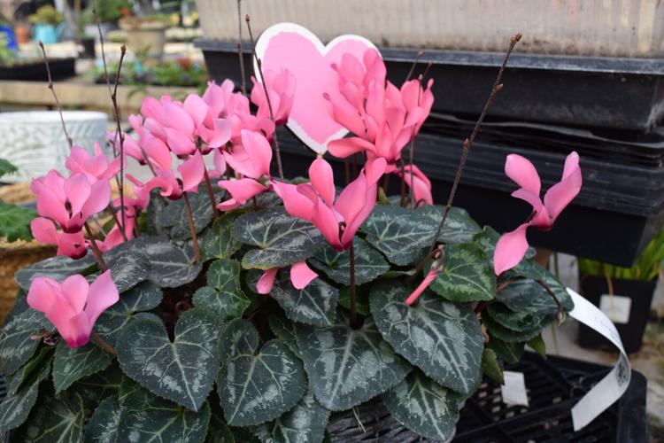 Valentines-Day-Flowers (4).jpg