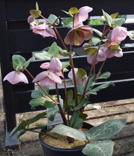 Valentines-Day-Flowers (5).jpg