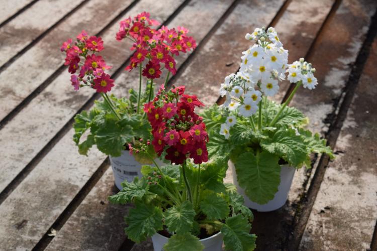 Valentines-Day-Flowers (6).jpg