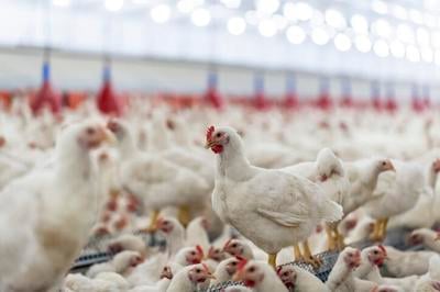 poultry chicken