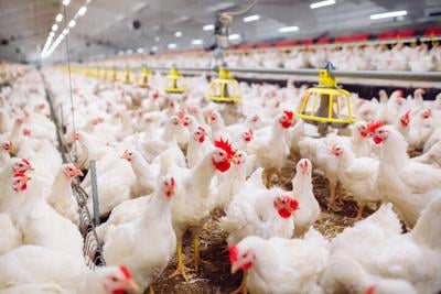 poultry chicken