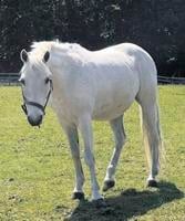 New Jersey Trainers Pick Their Personal 'Lesson Horse Hall of Fame'