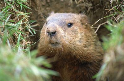 Groundhog.jpg