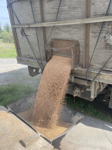 Thor Farmer Ground.jpg