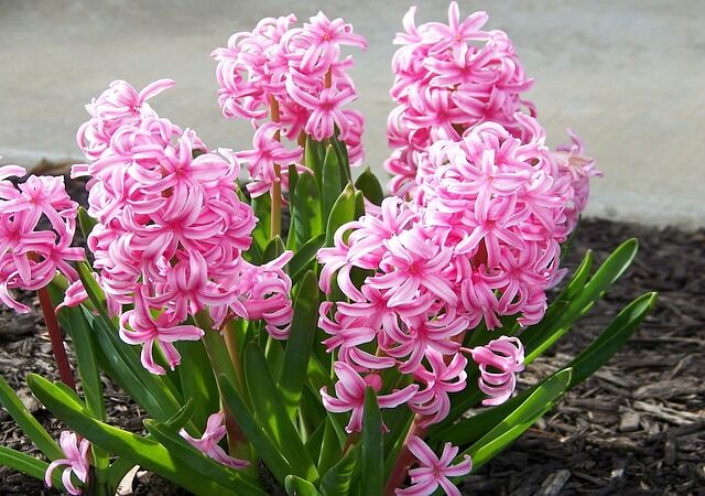 Hyacinth