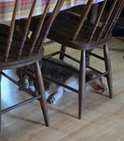 How This Furry Little Friend is Stealing Hearts and Shoes [Opinion]