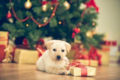 Cute puppy celebrating Christmas