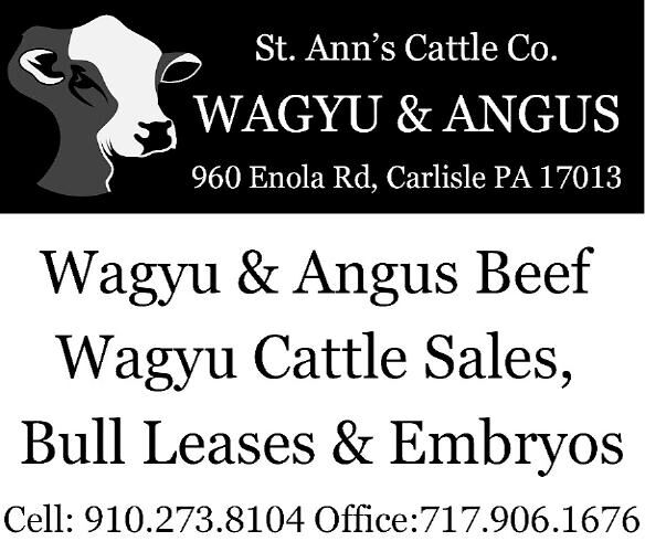 Wagyu & Angus Cattle