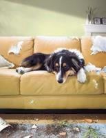 Dog Training Can Be Ruff: Here's a Few Pointers [Opinion]