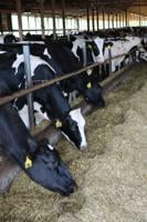 Develop a Biosecurity Plan for Your Dairy Farm
