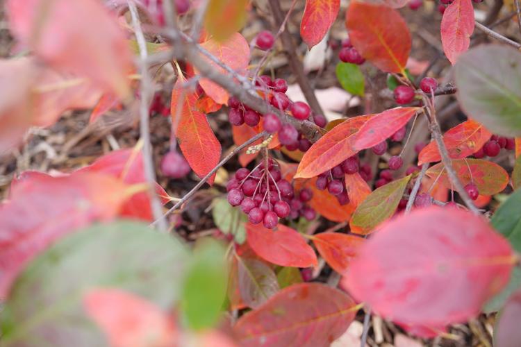 Aronia Berry Scape P1249902.JPG
