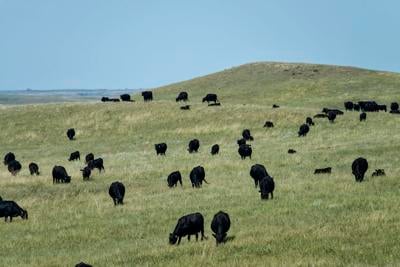 Black Angus on Prairie