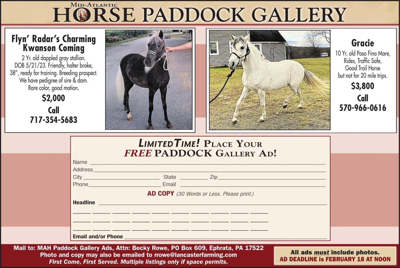 PADDOCK GALLERY