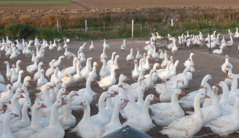specialty poultry
