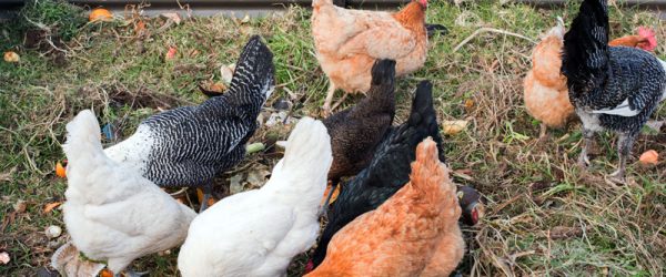 What Not To Feed Chickens