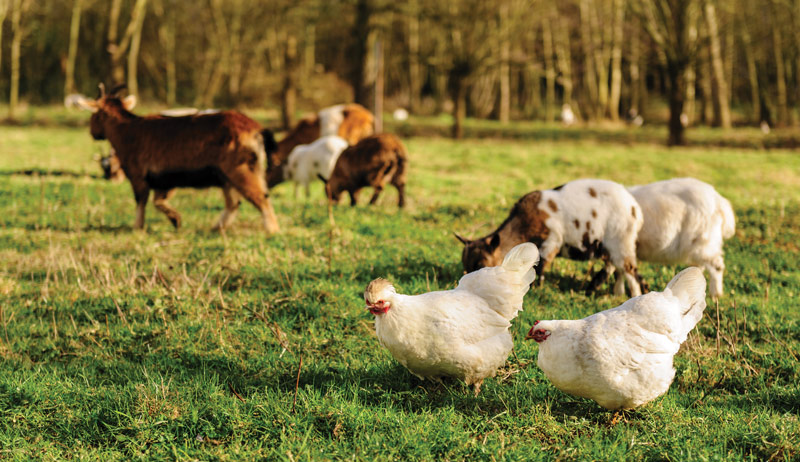 goats chickens