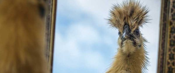 Chicken Toys: Environmental Enrichment Is Key