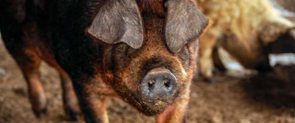 Learn The ABCs Of Home Hog Butchering