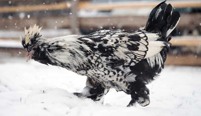 A folk is walking in the snow