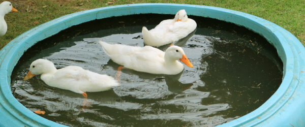 Raising Ducks: 8 Tips For a Friendly Flock