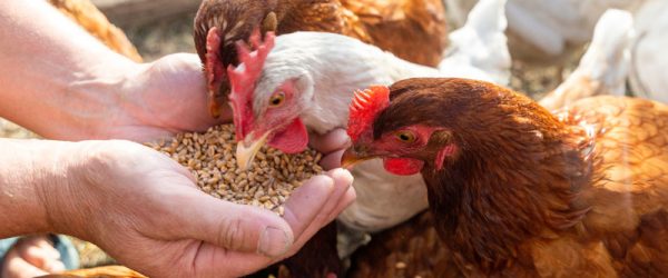 Can Chickens Eat Wild Bird Food?