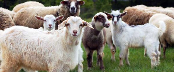 Help The USDA Eradicate Scrapie From Sheep, Goats