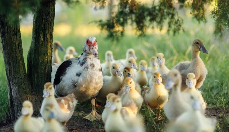 Muscovy duck ducks Muscovies