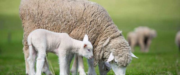 Preparing For A Successful Sheep Breeding Season