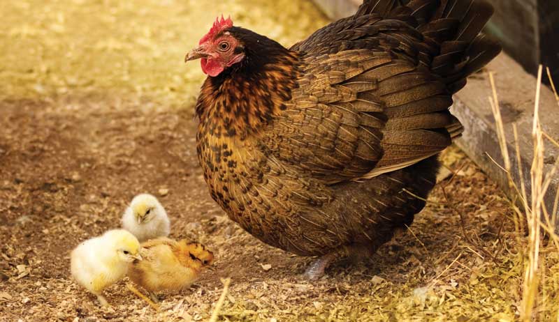 Bantam chicken with three baby bantam chicks