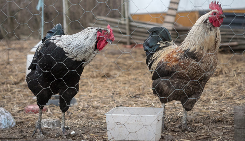 chicken keeping chickens