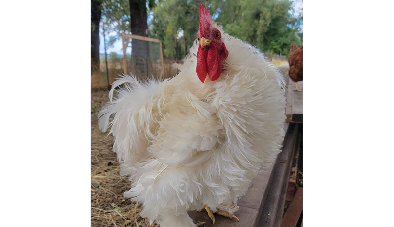 Best of Cluck